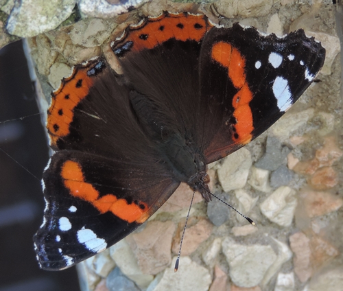 Bella e grande - Vanessa atalanta, Nymphalidae